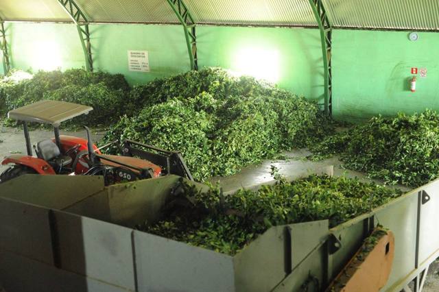 Descarga da folha verde na recepção